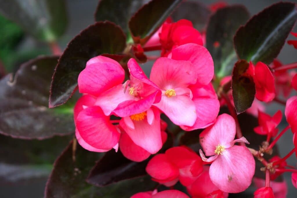 découvrez le monde fascinant des bégonias, des plantes d'intérieur aux feuilles luxuriantes et aux fleurs éclatantes. apprenez à les cultiver et à en prendre soin pour embellir votre espace de vie.