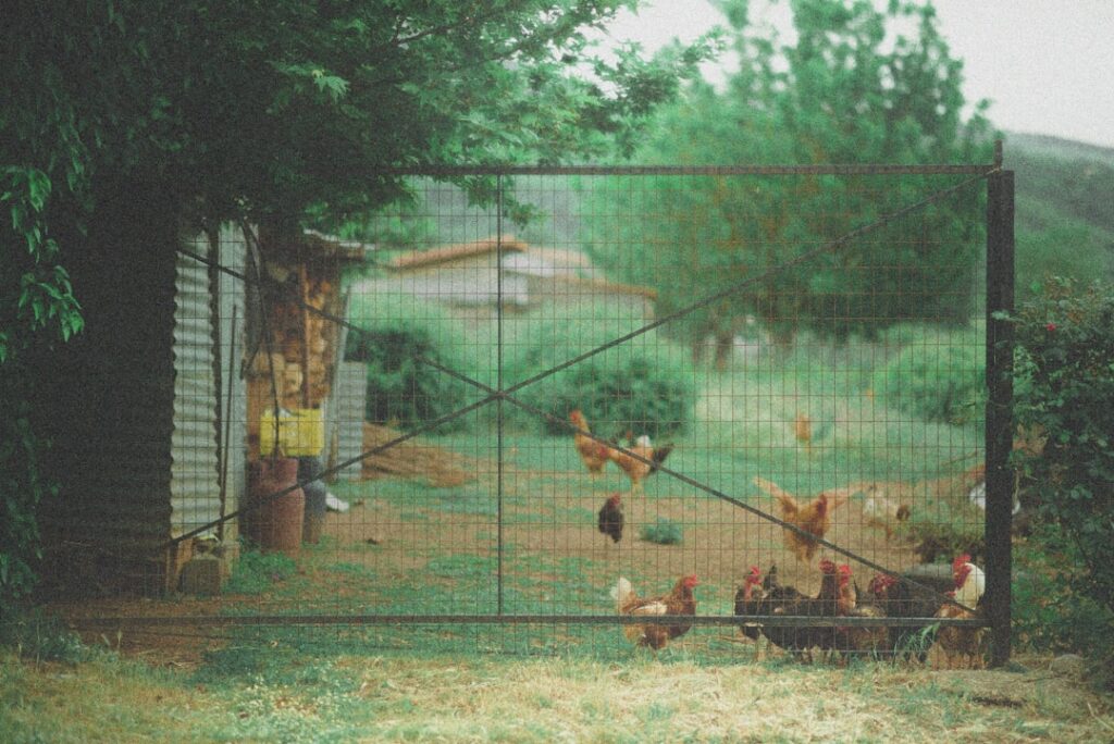 découvrez notre guide sur les enclos à poules, parfaits pour accueillir vos gallinacés dans un habitat sain et sécurisé. apprenez à construire ou à choisir un poulailler adapté à vos besoins, tout en garantissant le bien-être de vos poules.