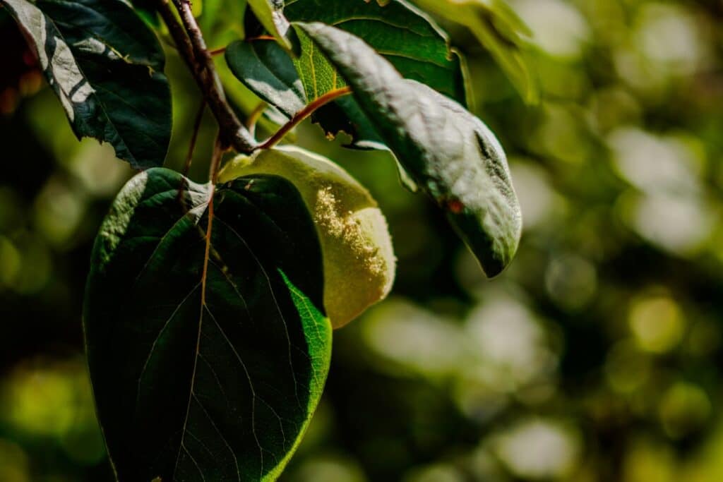 découvrez le processus de maturation des coings, un fruit parfumé et savoureux. apprenez les meilleures pratiques pour récolter et apprécier ce délice automnal, ainsi que ses bienfaits nutritionnels et des conseils pour la conservation.