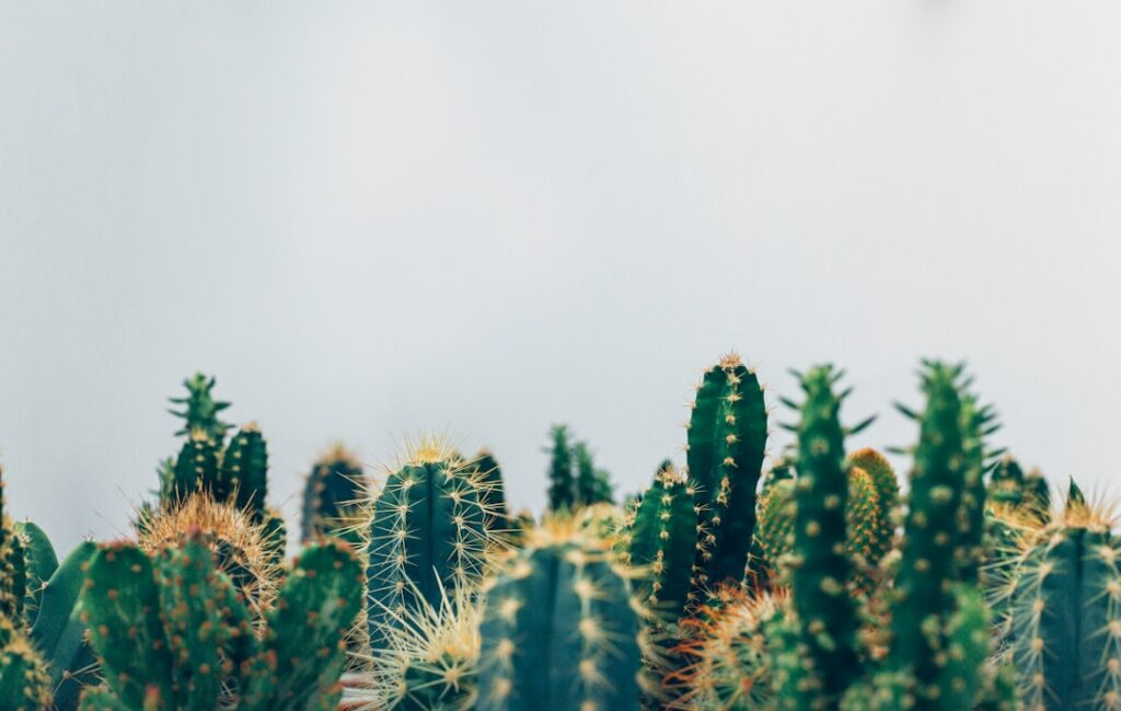 découvrez nos astuces pratiques pour supprimer les épines de cactus en toute sécurité et efficacité. protégez vos mains tout en prenant soin de vos plantes grâce à nos conseils simples et adaptés.