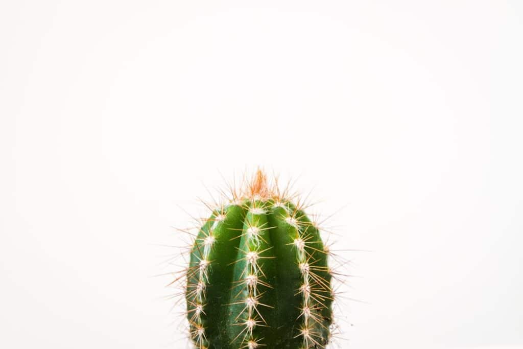 découvrez l'univers fascinant des cactus : des plantes résistantes au climat aride, idéales pour apporter une touche exotique à votre intérieur ou jardin. apprenez tout sur leur entretien, leurs variétés et leurs bienfaits.