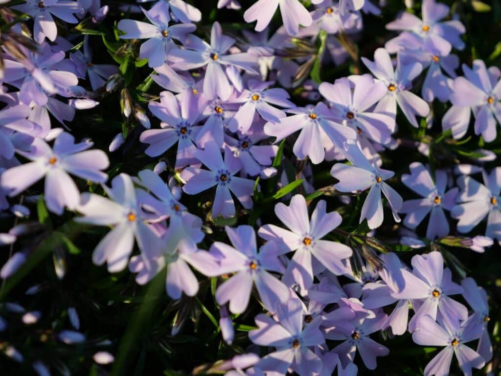 découvrez le phlox rampante, une plante vivace au feuillage abondant et aux fleurs colorées qui embellit votre jardin. apprenez à l'entretenir et à l'utiliser pour créer des espaces fleuris et attrayants.