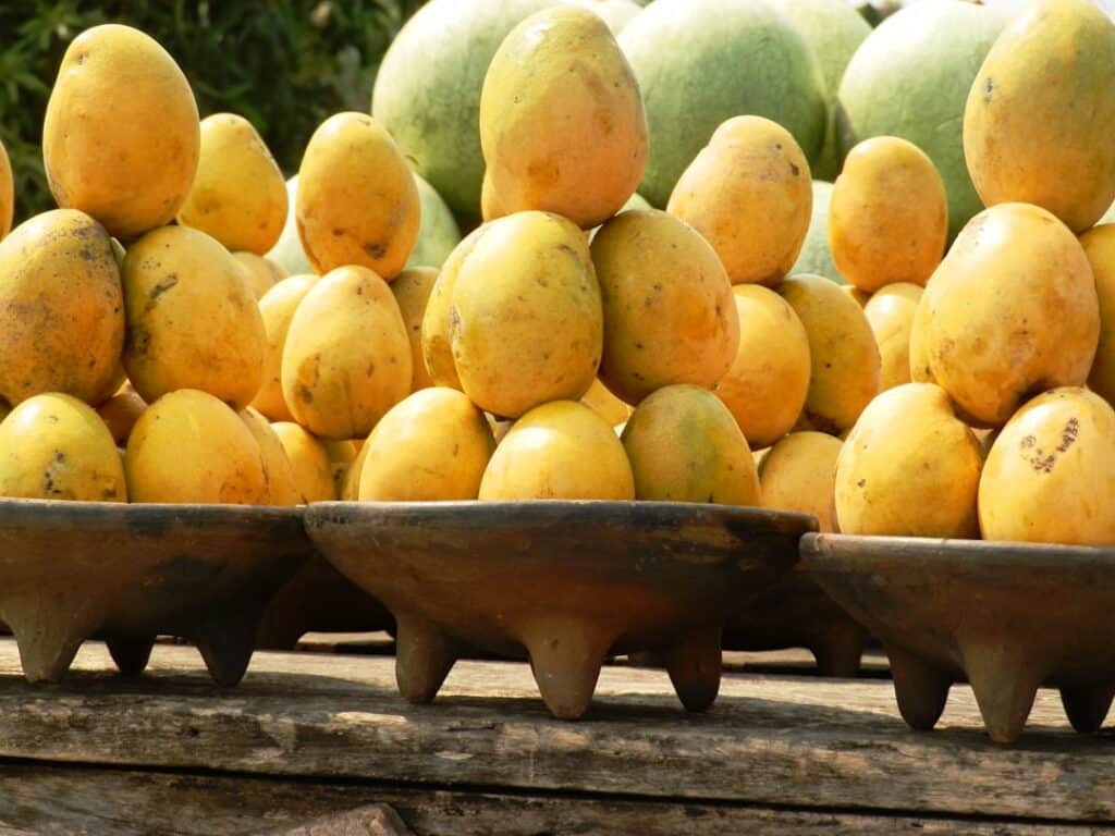 découvrez l'univers envoûtant de la mangue, ce fruit tropical juteux et sucré. explorez ses bienfaits nutritionnels, ses délicieuses recettes et apprenez à choisir les meilleures mangues pour savourer toute leur richesse. plongez dans un voyage gustatif irrésistible!