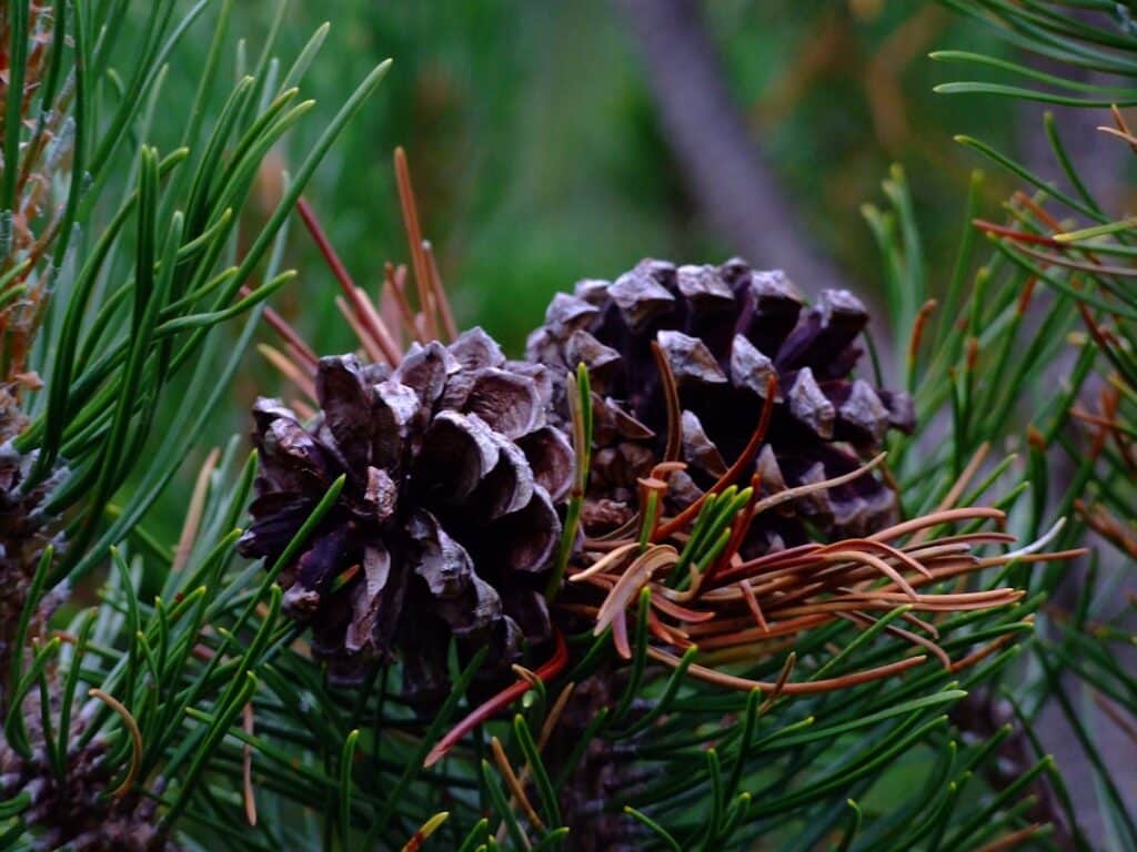 découvrez l'univers fascinant des cônes de pin : leur rôle dans la reproduction des arbres, leur diversité, ainsi que des idées créatives pour les utiliser dans vos projets de décoration et d'artisanat.