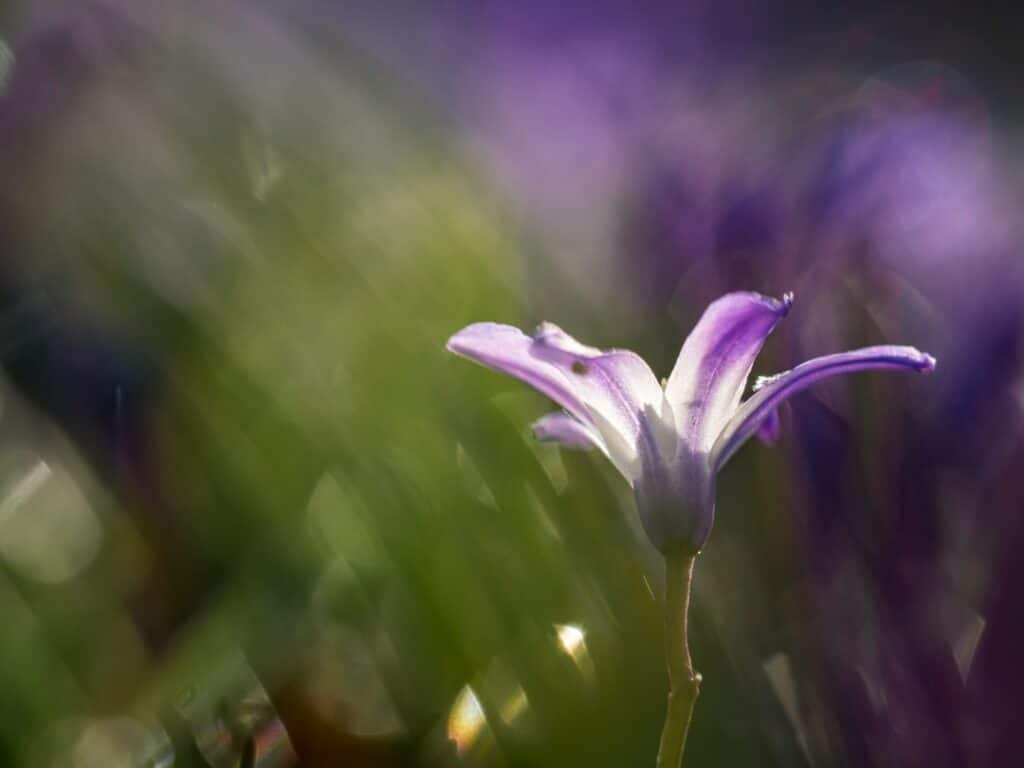 découvrez "flower of hope", une œuvre inspirante qui symbolise le renouveau et la résilience. plongez dans un univers poétique où chaque pétale évoque l'espoir et la beauté de la vie.