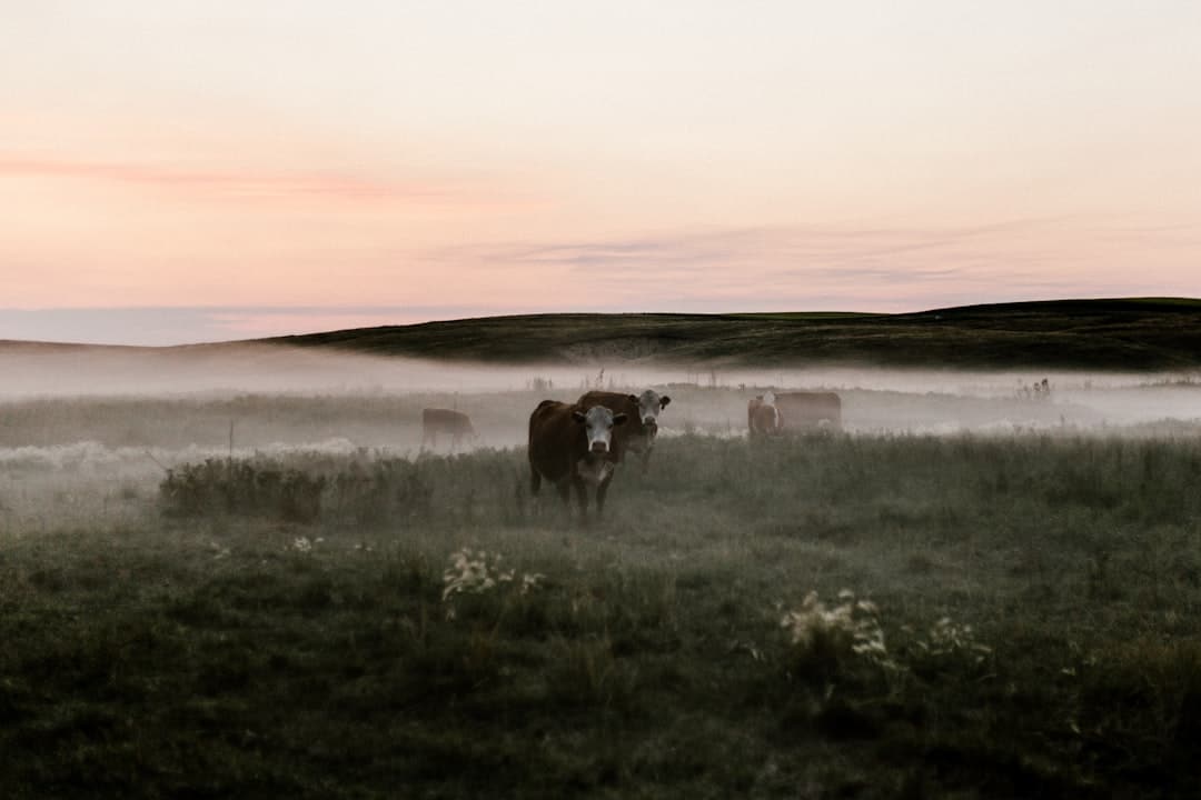 découvrez le fascinant monde des animaux, de la faune sauvage aux animaux de compagnie. explorez leurs comportements, habitats et relations avec l'homme à travers des articles captivants et des informations enrichissantes.