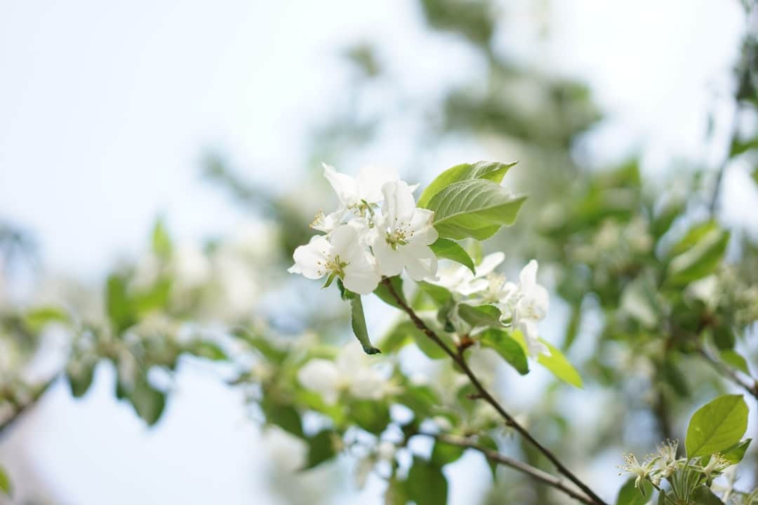 découvrez les variétés fascinantes de bégonias, des plantes d'intérieur et d'extérieur aux feuilles colorées et aux fleurs éclatantes. apprenez des conseils d'entretien pour cultiver ces beautés dans votre jardin ou votre appartement.