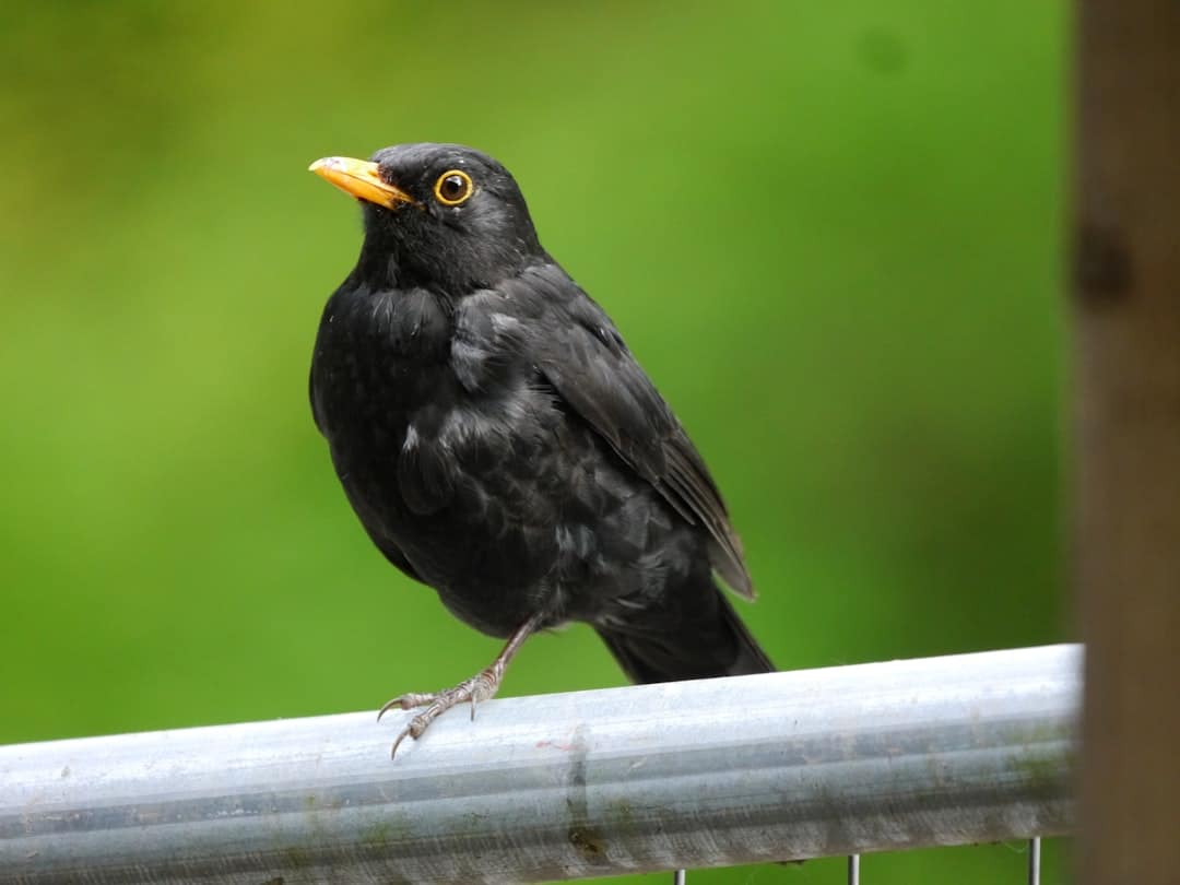 découvrez le monde fascinant des merles avec notre guide complet sur ces oiseaux intelligents et mélodieux. apprenez leur habitat, leur comportement et leur chant envoûtant. plongez dans l'univers des blackbirds et appréciez leur beauté dans la nature.