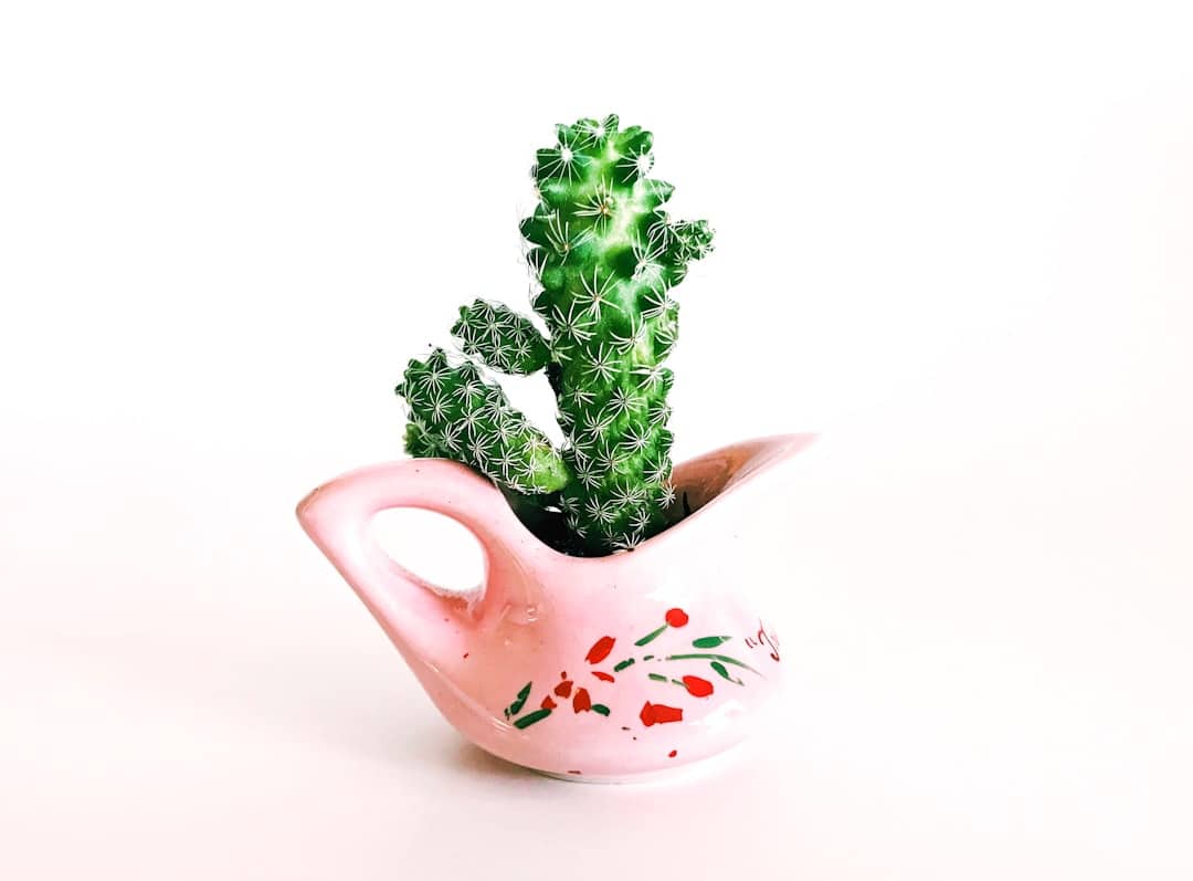 découvrez l'univers fascinant des cactus, ces plantes succulentes qui apportent une touche d'exotisme à votre intérieur ou jardin. apprenez comment les cultiver, les entretenir et les choisir pour créer une ambiance unique.