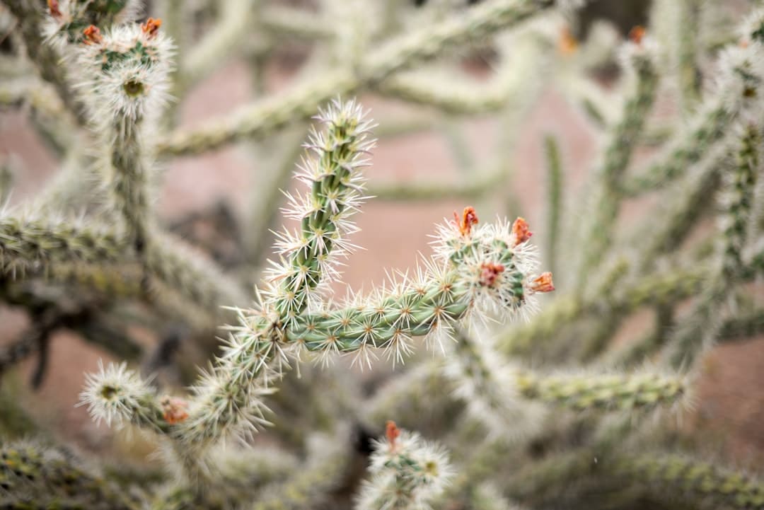 découvrez nos conseils efficaces pour l'élimination des épines de cactus en toute sécurité. apprenez les techniques appropriées pour retirer les épines sans douleur et protéger votre peau. parfait pour les amateurs de jardinage et les aventuriers en contact avec la nature.