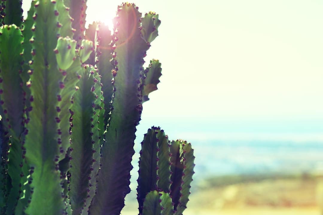 découvrez nos conseils et techniques efficaces pour retirer en toute sécurité les épines de cactus. apprenez comment minimiser la douleur et éviter les infections lors de ce processus délicat.