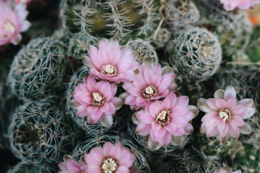 découvrez l'univers fascinant des cactus ! apprenez à entretenir ces plantes succulentes, explorez les différentes variétés et trouvez des conseils pour les intégrer dans votre décoration intérieure ou jardin.