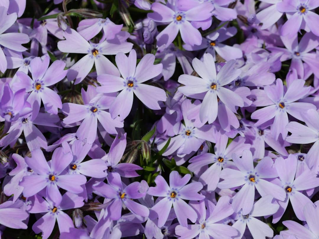 découvrez le phlox rampant, une plante vivace idéale pour embellir vos jardins. son tapis de fleurs colorées et son feuillage luxuriant en font un choix parfait pour couvrir le sol tout en ajoutant une touche de charme naturel à votre espace extérieur.