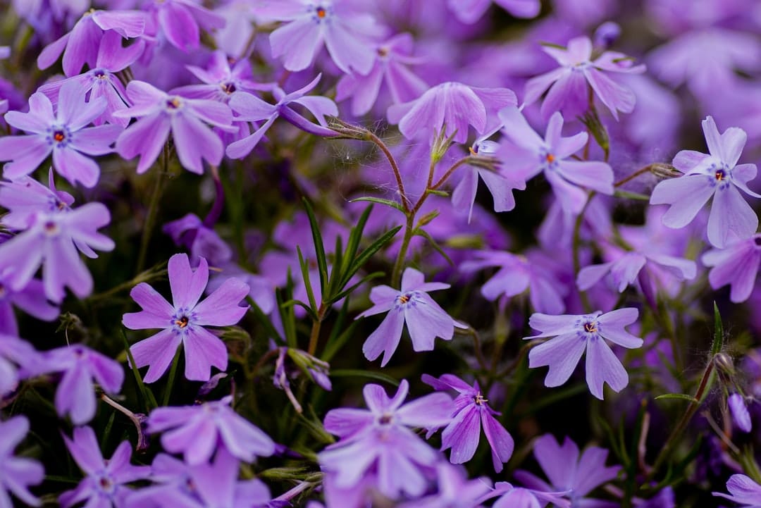 découvrez le phlox rampant, une plante vivace idéale pour embellir vos jardins et bordures. avec ses fleurs colorées et son feuillage dense, il apporte une touche de charme tout en étant facile d'entretien. apprenez à cultiver et à entretenir cette magnifique plante pour un extérieur éclatant de beauté.