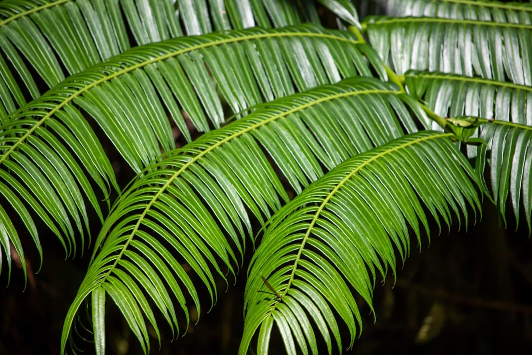 découvrez le cycas, une plante fascinante aux feuilles luxuriantes et à l'apparence antique. apprenez à l'entretenir et à sublimer votre intérieur avec cette espèce remarquable qui apporte une touche d'exotisme à votre décoration.