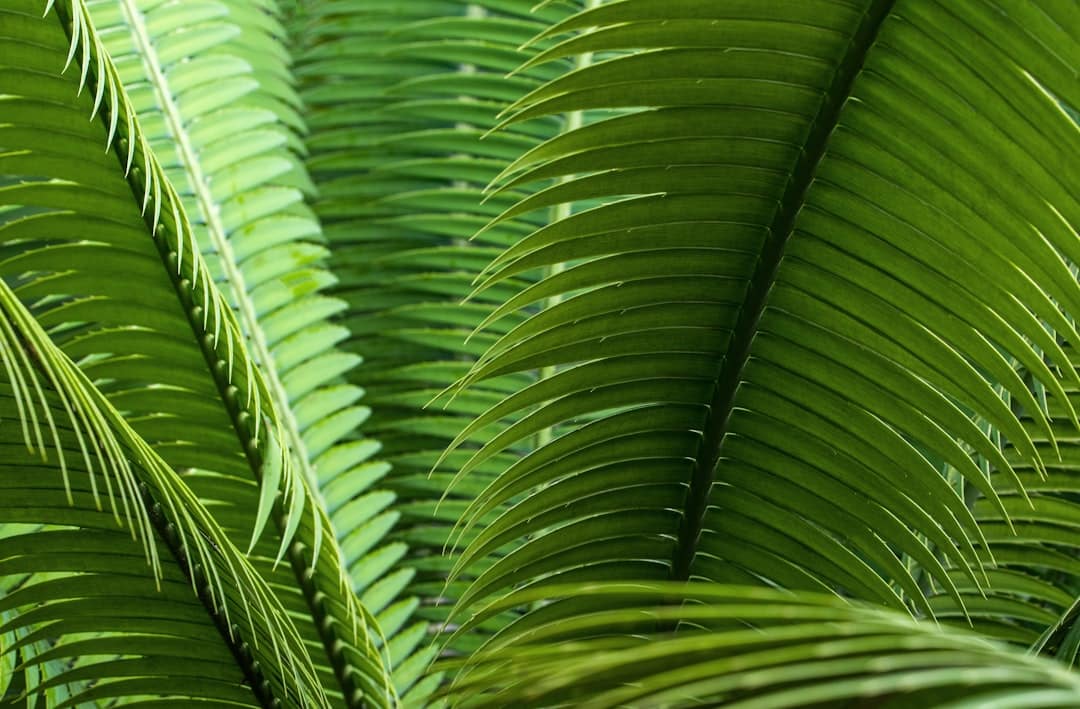 découvrez le cycas, une plante fascinante aux origines anciennes, parfaite pour embellir votre intérieur ou jardin. apprenez tout sur ses caractéristiques, son entretien et son histoire.