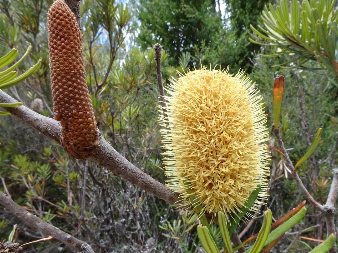 découvrez la dracaena marginata, une plante d'intérieur facilement reconnaissable par ses feuilles élégantes et ses tiges élancées. idéale pour apporter une touche d'exotisme à votre intérieur, elle est également appréciée pour sa résistance et sa facilité d'entretien. apprenez à l'adorer chez vous!