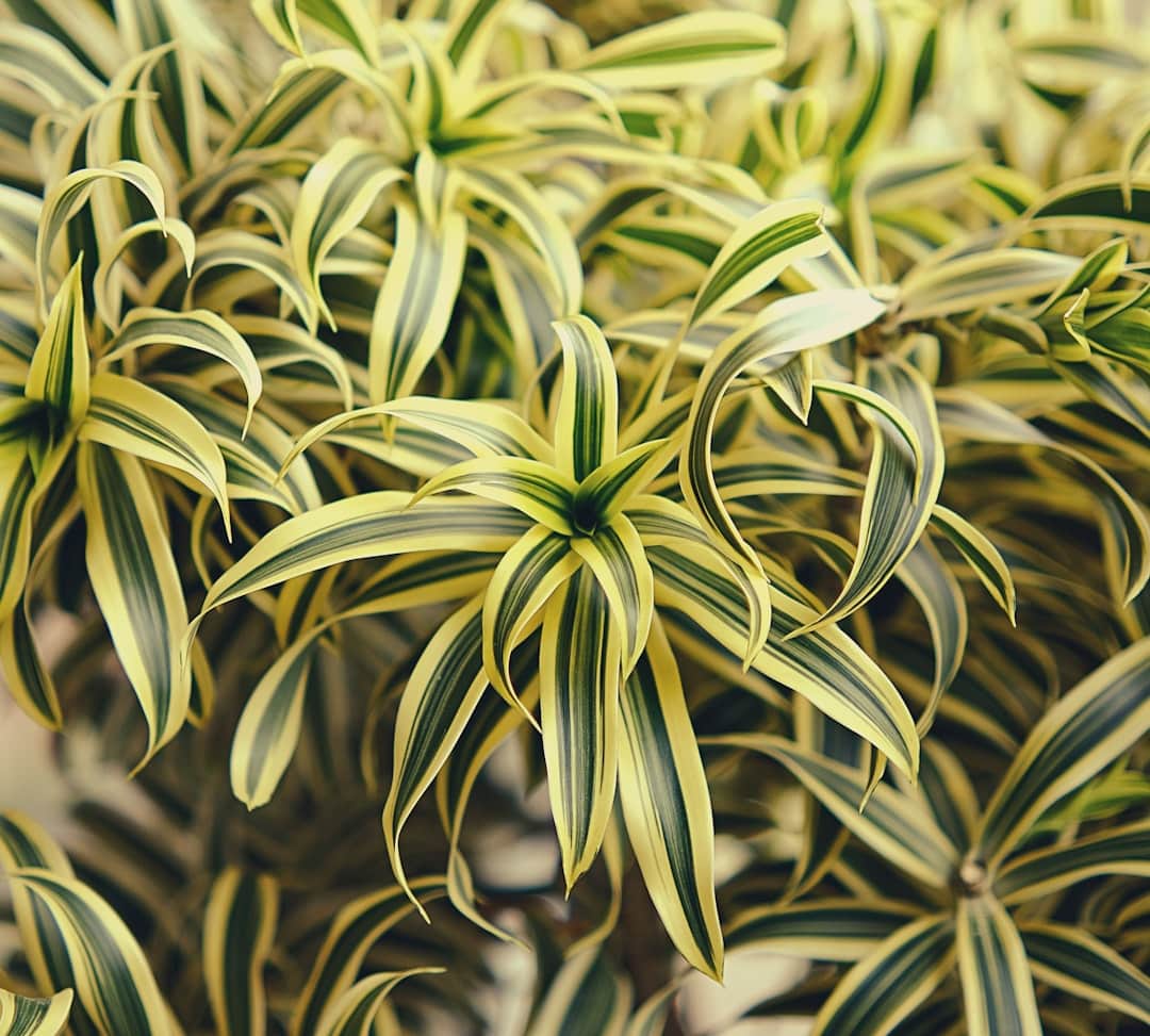 découvrez la dracaena marginata, une plante d'intérieur élégante et facile à entretenir, idéale pour ajouter une touche de verdure à votre maison. son feuillage élancé et coloré apporte une ambiance tropicale tout en purifiant l'air. parfaite pour les espaces lumineux, c'est le choix idéal pour les amateurs de plantes.