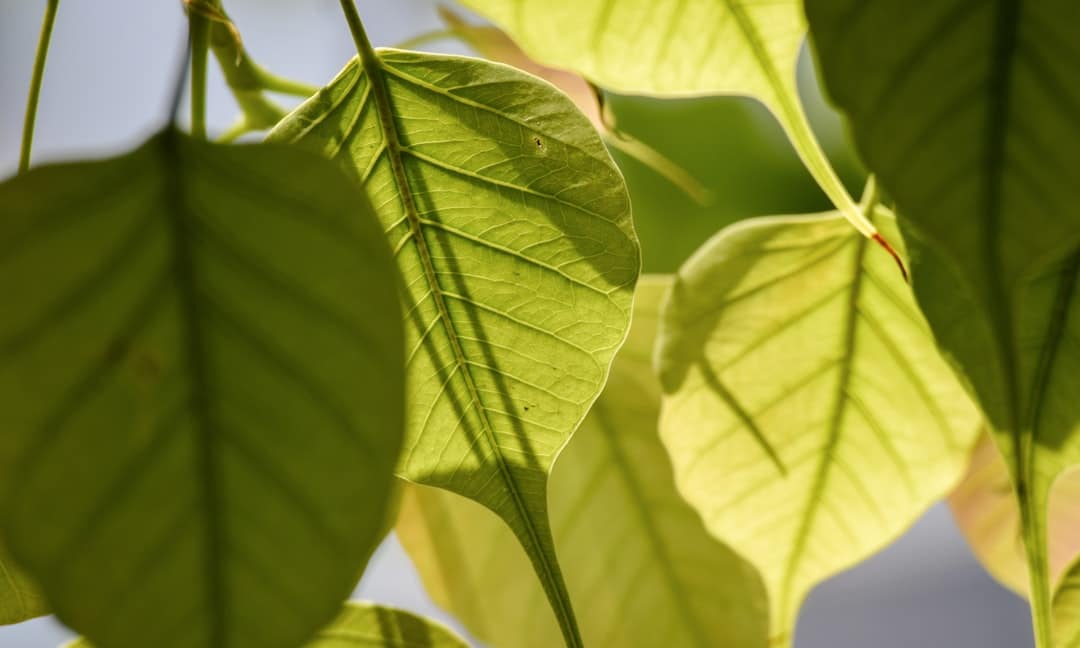 découvrez tout sur le ficus, une plante d'intérieur populaire, ses variétés, ses soins et ses avantages pour votre maison. idéal pour purifier l'air et apporter une touche de verdure à votre espace.