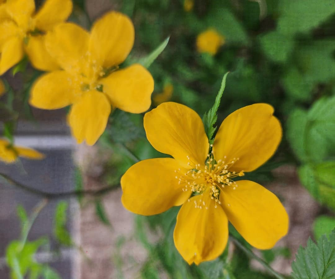 découvrez 'flower of hope', une œuvre inspirante qui évoque la résilience et l'espoir à travers la beauté des fleurs. plongez dans un univers où la nature et les émotions s'entremêlent, vous incitant à croire en un avenir meilleur.