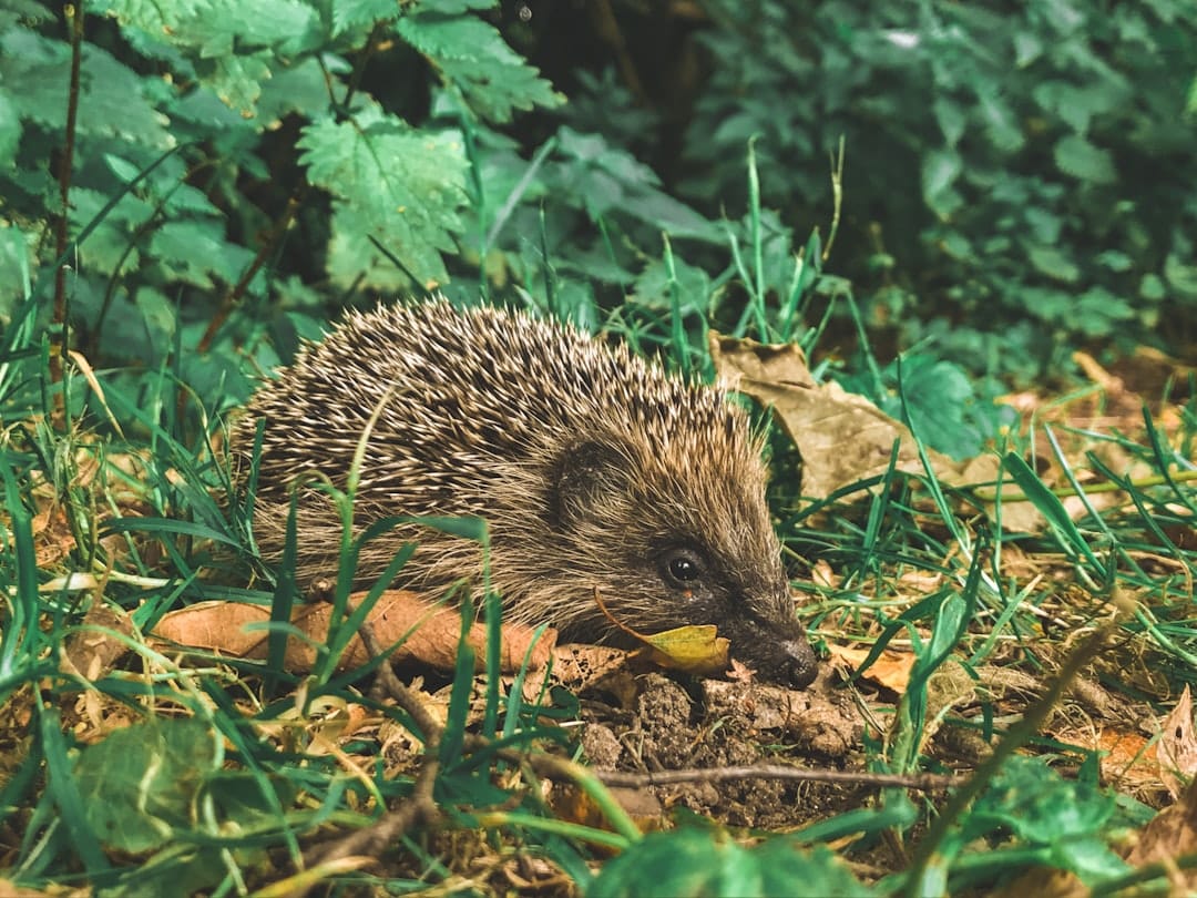 découvrez tout sur le hérisson, un petit mammifère emblématique, ses caractéristiques, son habitat, son alimentation et les soins à lui apporter pour préserver cette espèce fascinante et souvent méconnue.