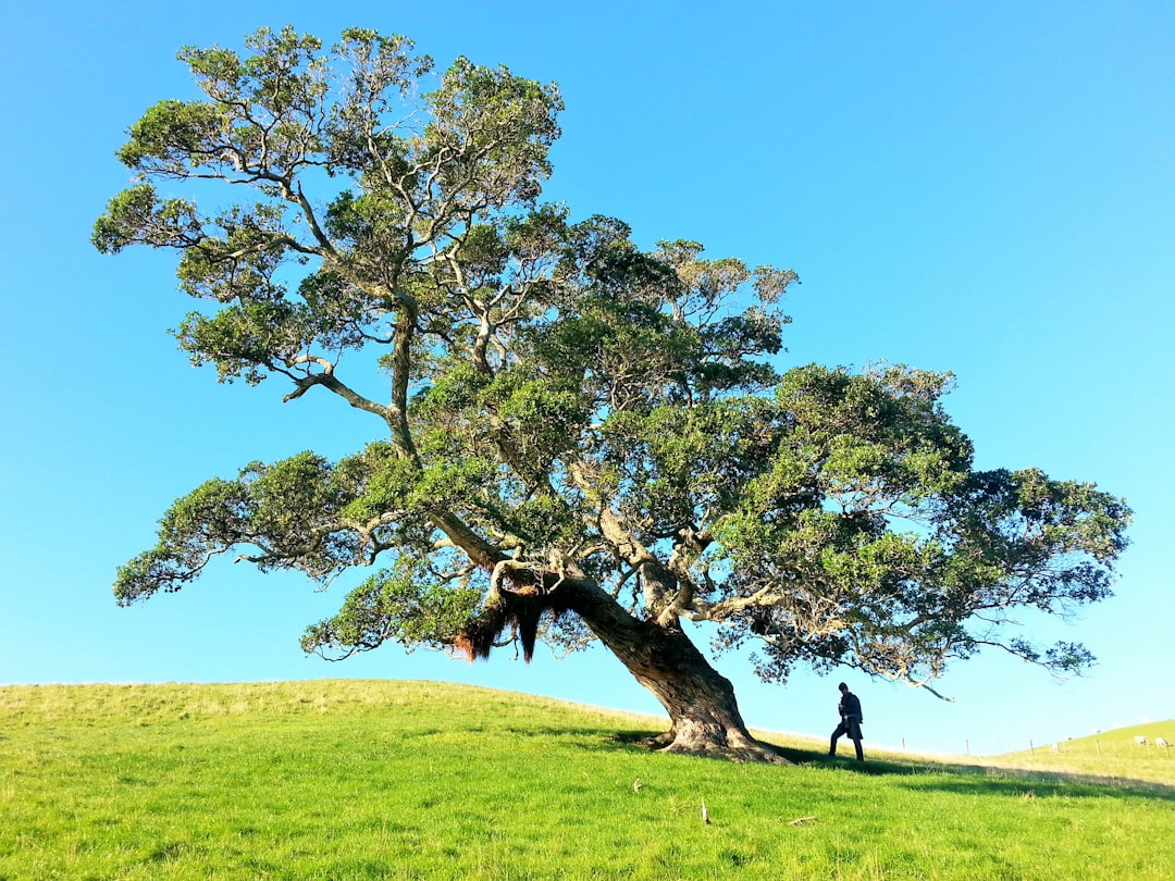 découvrez l'art de la taille des arbres de judas. apprenez les meilleures techniques pour entretenir et façonner cet arbre magnifique, symbole de beauté et de résistance, tout en favorisant sa croissance et sa floraison.