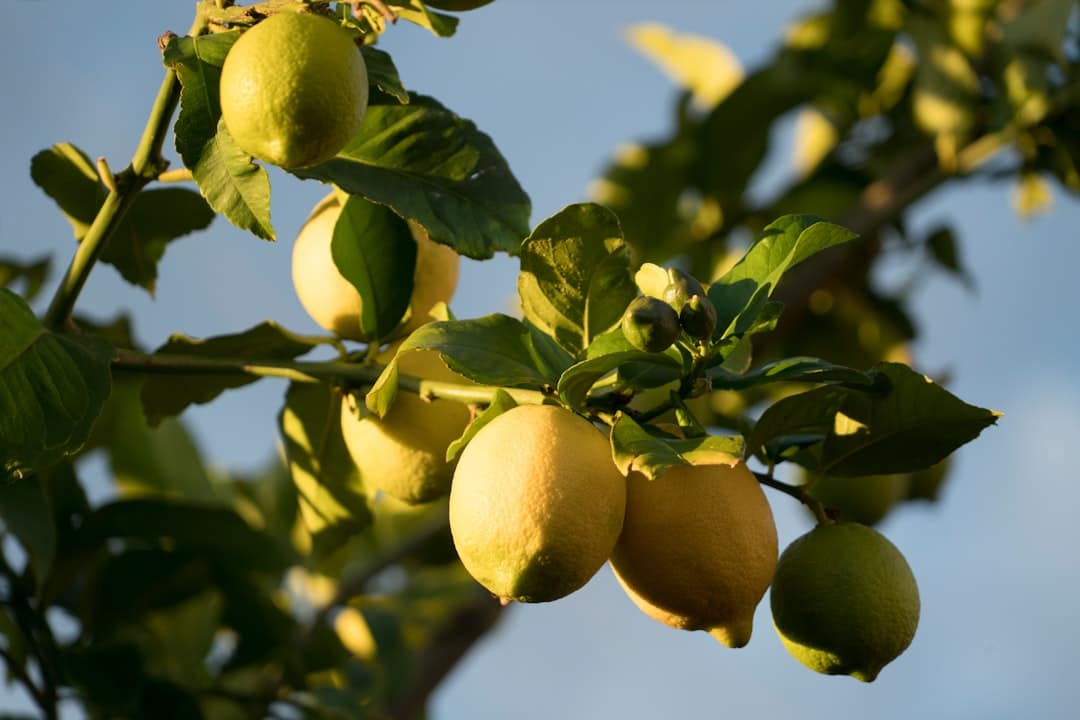 découvrez les multiples bienfaits du citron, un agrume plein de vitamine c, parfait pour rehausser vos plats, préparer des boissons rafraîchissantes et améliorer votre santé. apprenez comment intégrer le citron dans votre quotidien pour profiter de ses vertus naturelles.