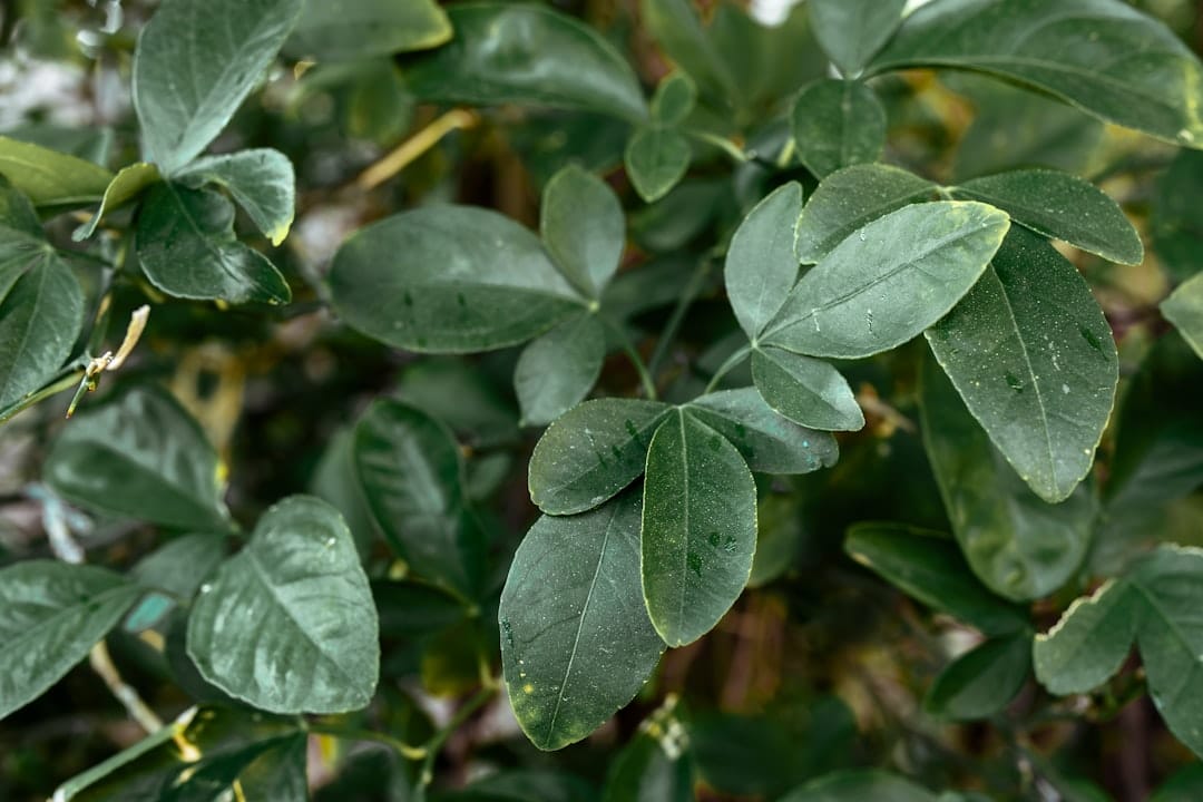 découvrez l'univers du citronnier : un arbre fruitier prisé pour son parfum envoûtant et ses fruits juteux. apprenez à le cultiver, à en prendre soin et découvrez ses multiples bienfaits au sein de vos jardins et balcons.