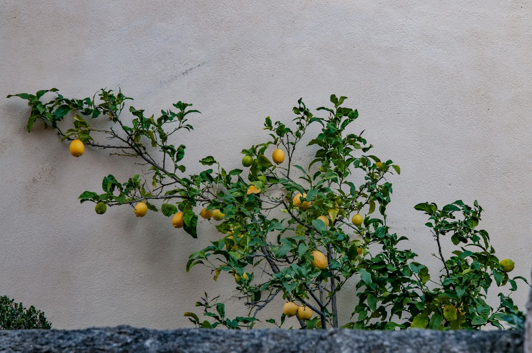 découvrez l'univers rafraîchissant du citronnier, une plante emblématique aux fruits juteux et parfumés. apprenez à cultiver cet arbre succulent chez vous et profitez de ses bienfaits culinaires et esthétiques. plongez dans l'art de la culture de citronniers et savourez la magie du citrus.