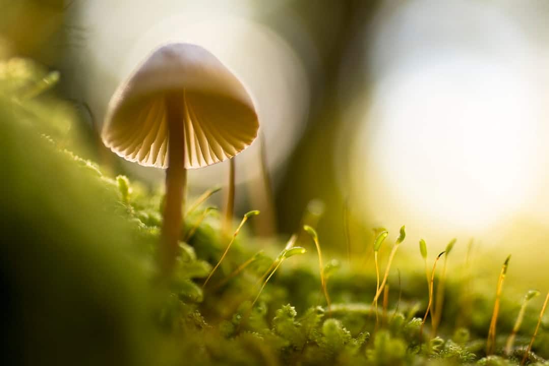 découvrez l'univers fascinant des champignons : variétés, bienfaits nutritionnels, recettes savoureuses et astuces pour les identifier en pleine nature.