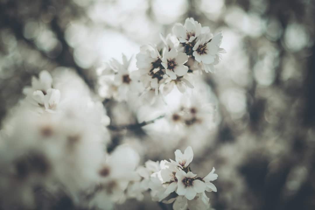 découvrez l'essence de la beauté authentique avec 'natural charm'. plongez dans un univers où la nature rencontre l'élégance, offrant des produits et des expériences qui célèbrent la simplicité et l'harmonie. laissez-vous séduire par des inspirations naturelles pour un mode de vie sain et équilibré.