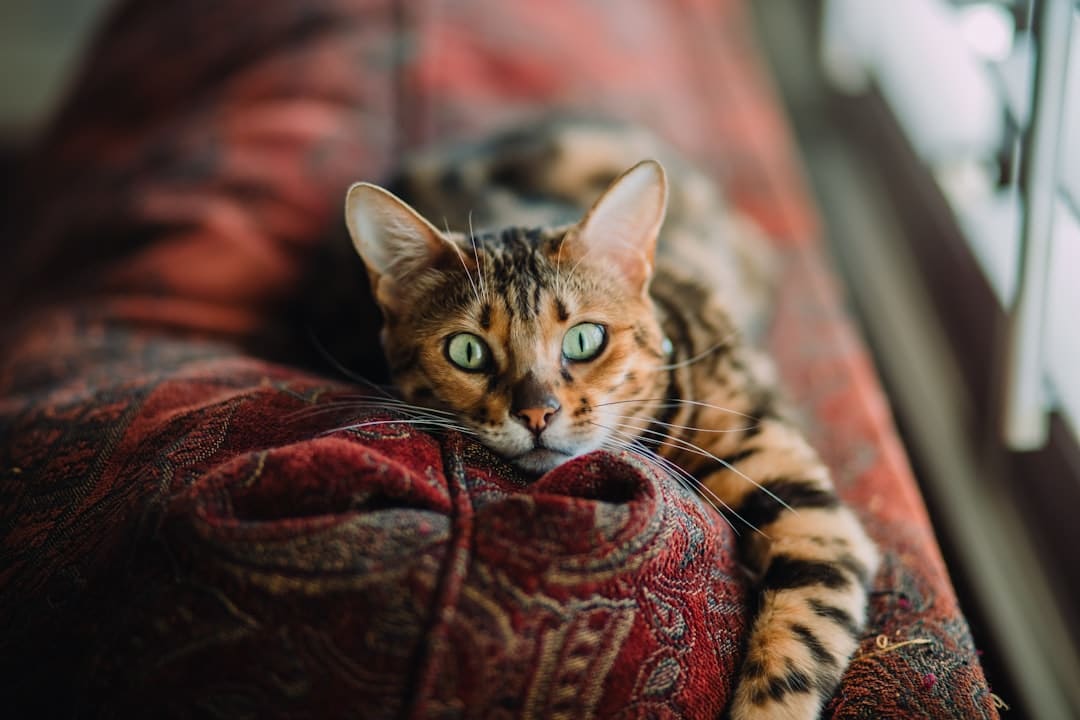 découvrez les meilleures pratiques pour prendre soin de votre chat persan, des conseils sur l'alimentation et le toilettage aux astuces pour maintenir sa santé et son bonheur.