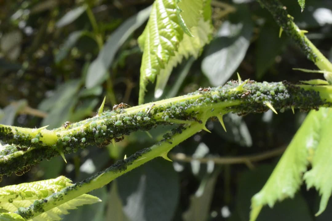 découvrez tout sur les nuisibles : identification, prévention et solutions pour protéger votre maison et votre jardin des insectes, rongeurs et autres envahisseurs indésirables.