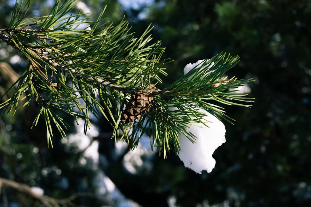 découvrez tout sur les pommes de pin, ces fascinantes structures naturelles qui jouent un rôle essentiel dans l'écosystème. apprenez comment elles se forment, leur importance pour les arbres et leurs usages variés dans l'artisanat et la décoration.