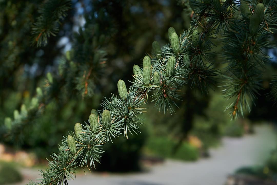 découvrez les cônes de pin, ces fascinants éléments de la nature, qui jouent un rôle essentiel dans la reproduction des pins. apprenez-en plus sur leurs caractéristiques, leur utilité écologique et des idées créatives pour les intégrer dans votre décoration intérieure.