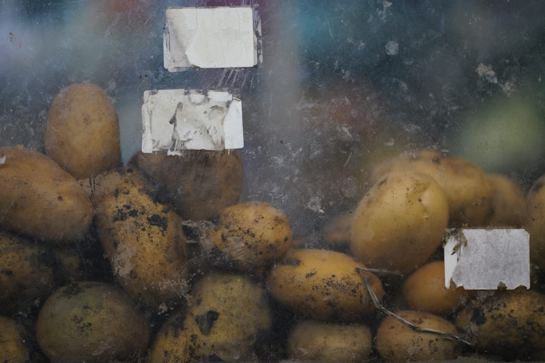 découvrez tout sur la pomme de terre : ses variétés, ses bienfaits nutritionnels, des recettes savoureuses et des conseils de culture. plongez dans l'univers de ce légume incontournable et apprenez à l'utiliser dans votre cuisine au quotidien.