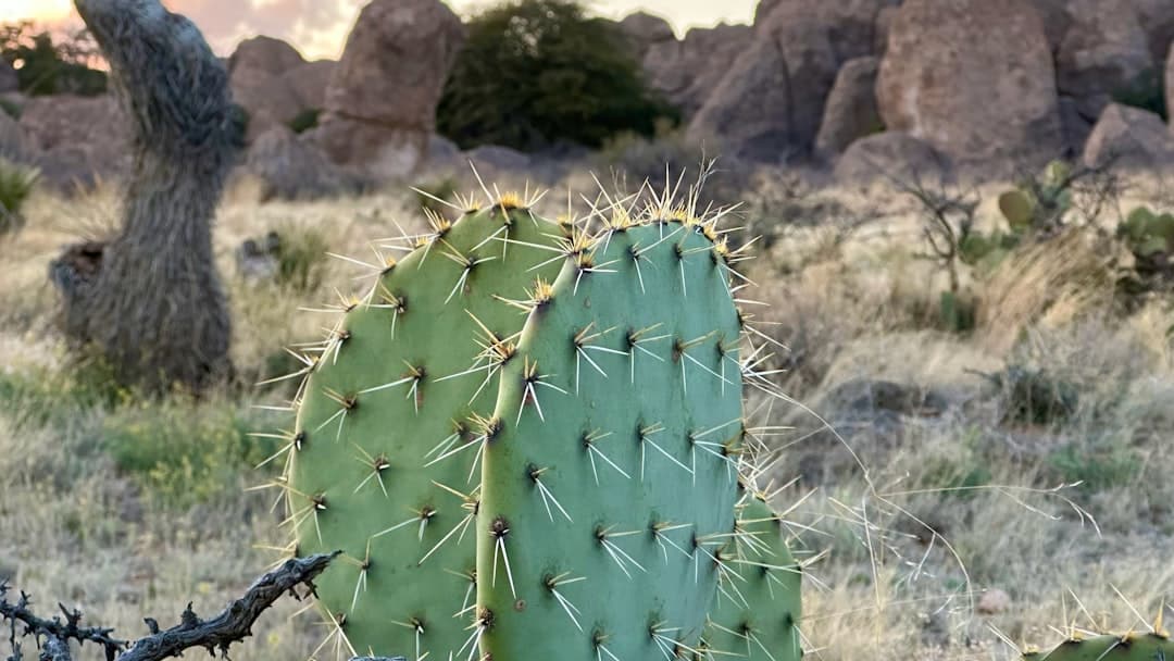 découvrez la poire de cactus, un fruit succulent riche en vitamines et en antioxydants. apprenez ses bienfaits pour la santé, ses utilisations culinaires et comment le cultiver dans votre jardin. une délicieuse aventure gustative vous attend avec ce trésor du désert !