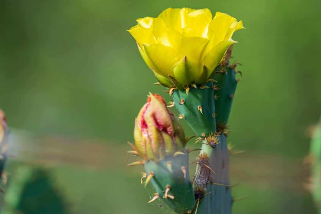 découvrez les bienfaits du figuier de barbarie, aussi connu sous le nom de poire de cactus. cette plante fascinante offre des fruits savoureux et nutritifs, riches en vitamines et en antioxydants, tout en ajoutant une touche exotique à votre alimentation. plongez dans l'univers du cactus comestible et explorez ses multiples usages en cuisine et en santé.