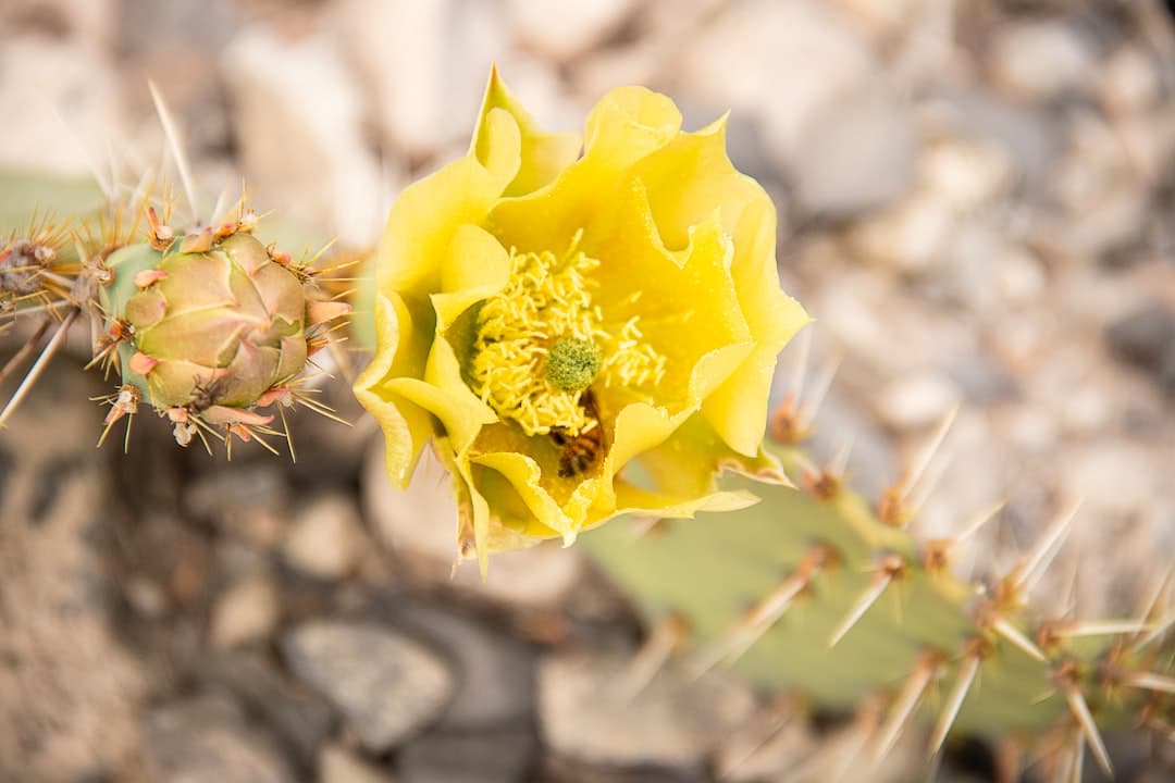 découvrez la poire de cactus, un fruit exotique aux multiples bienfaits pour la santé et un goût sucré inoubliable. apprenez à l'incorporer dans vos recettes, ses propriétés nutritionnelles et les astuces pour bien la choisir.