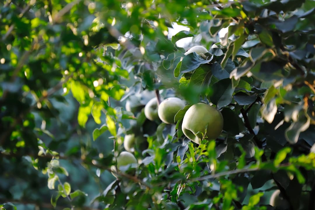 découvrez le coing, un fruit aux multiples bienfaits, utilisé en cuisine pour ses saveurs uniques. apprenez-en plus sur ses origines, ses recettes savoureuses et ses vertus nutritionnelles.