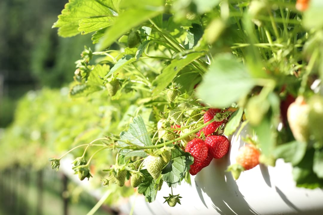 découvrez l'importance de la maturité dans le processus de culture et de récolte. apprenez comment reconnaître le bon moment pour la cueillette des fruits et légumes afin d'assurer une qualité optimale et une saveur inégalée.