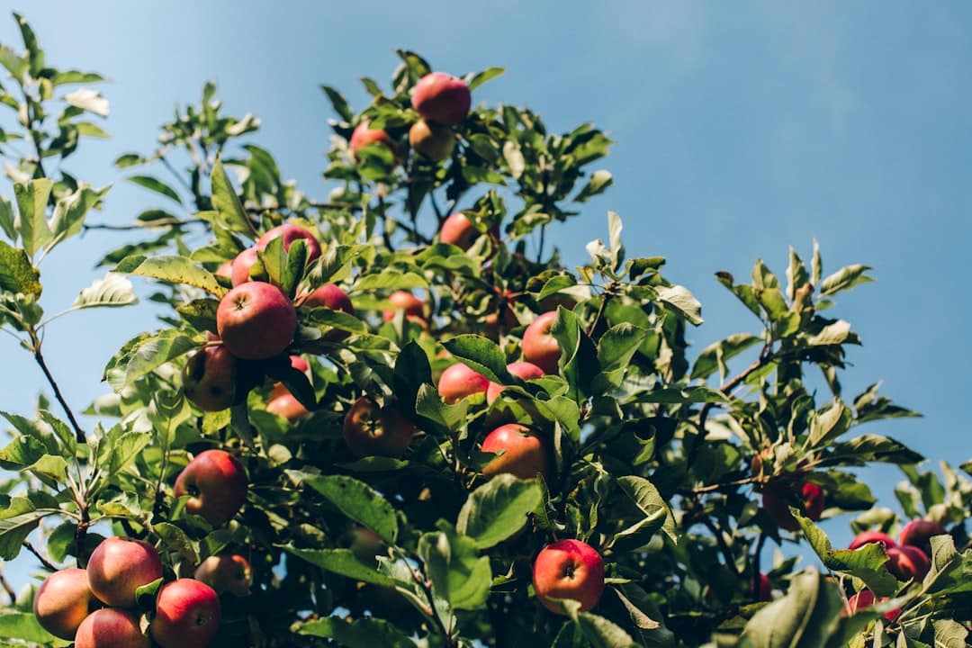 découvrez l'importance de la maturité dans les fruits et légumes : apprenez à reconnaître les signes de la maturité optimale pour savourer des saveurs exceptionnelles et bénéficier d'une meilleure nutrition.