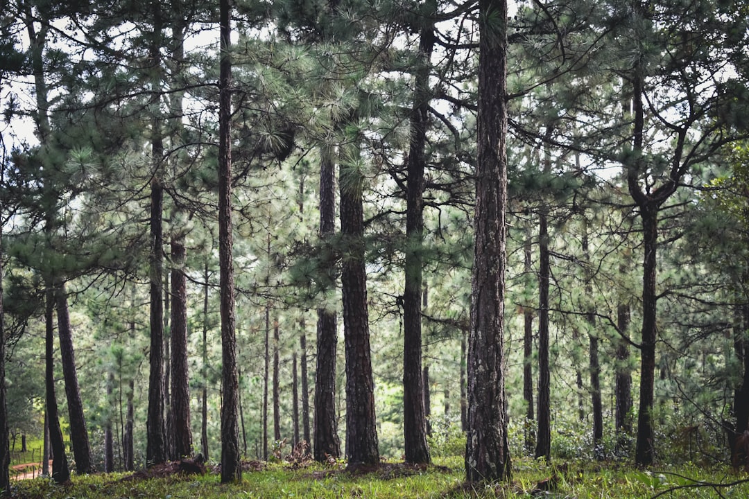 découvrez les meilleures techniques de taille d'arbres pour favoriser la croissance, améliorer la santé des plantes et embellir votre jardin. apprenez à entretenir vos arbres avec des conseils pratiques et des astuces d'experts.