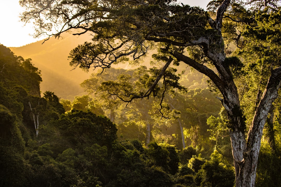 découvrez l'art de l'élagage des arbres pour favoriser leur croissance et leur santé. apprenez les meilleures techniques et conseils pour entretenir vos arbres et améliorer l'esthétique de votre jardin.