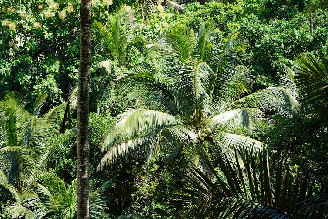 découvrez un paradis tropical où la nature luxuriante, les plages de sable fin et les eaux turquoise vous accueillent. évadez-vous vers un monde de sérénité et d'aventure, parfait pour les amoureux de la nature et les chercheurs de paix.