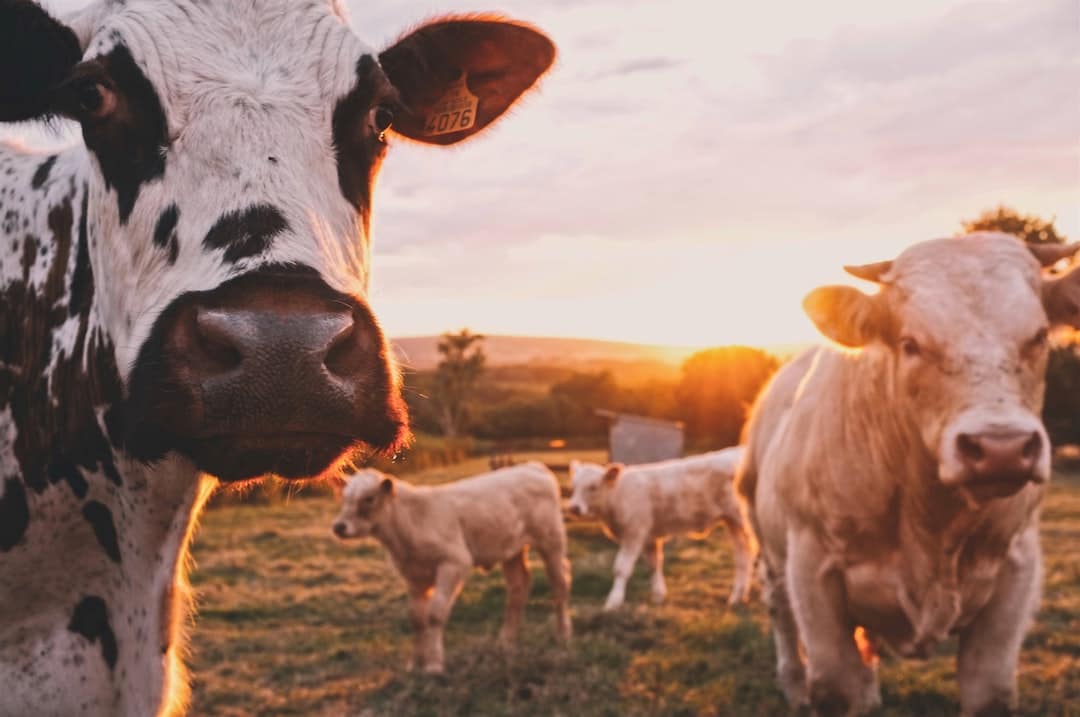 découvrez l'élevage de truites : techniques modernes, durabilité et avantages économiques. apprenez comment cette pratique aquacole contribue à la préservation des espèces tout en offrant des produits de qualité.