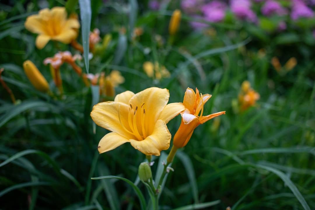 découvrez washington garden, un oasis de verdure et de tranquillité au cœur de la capitale américaine. explorez nos jardins magnifiquement entretenus, admirez la diversité des plantes et participez à des événements saisonniers pour toute la famille.