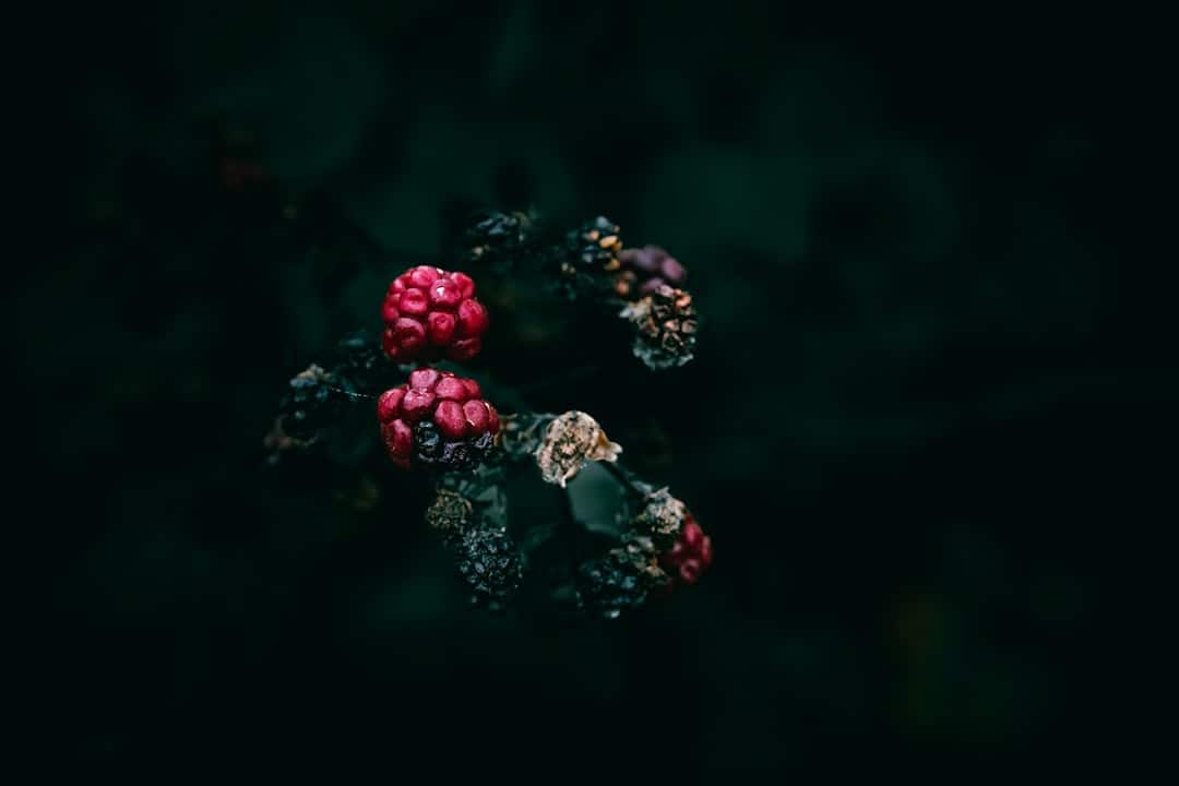 découvrez les délices des mûres sauvages : une plongée dans leur goût sucré et acidulé, leurs bienfaits pour la santé et les recettes inoubliables à base de ces fruits des bois.